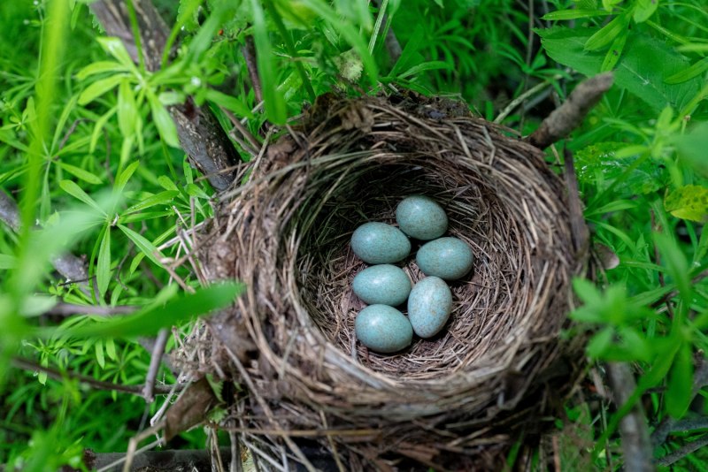 Гнездо ( the Nest ) год производства: 2019