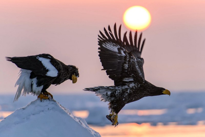 Aquila verreauxii Eagle