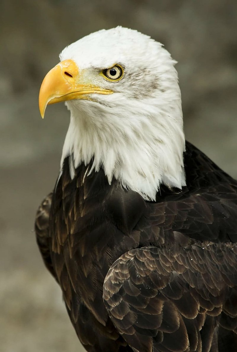 Белоголовый американский орёл