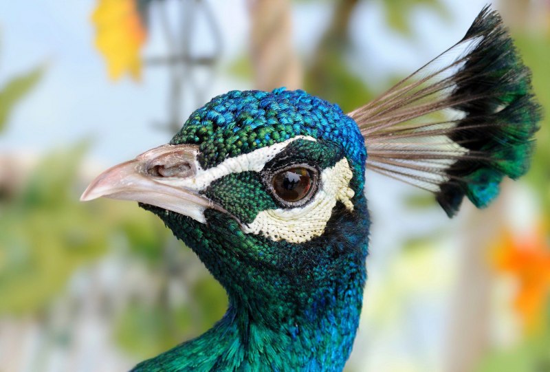 Peacock segment