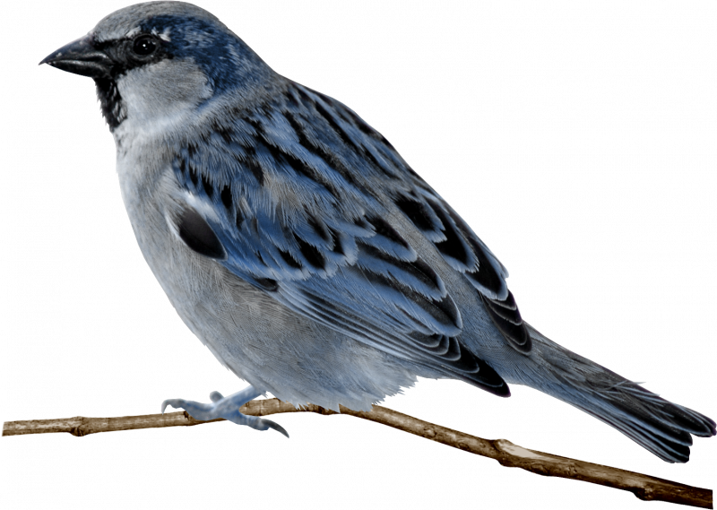 Passer montanus рисунок