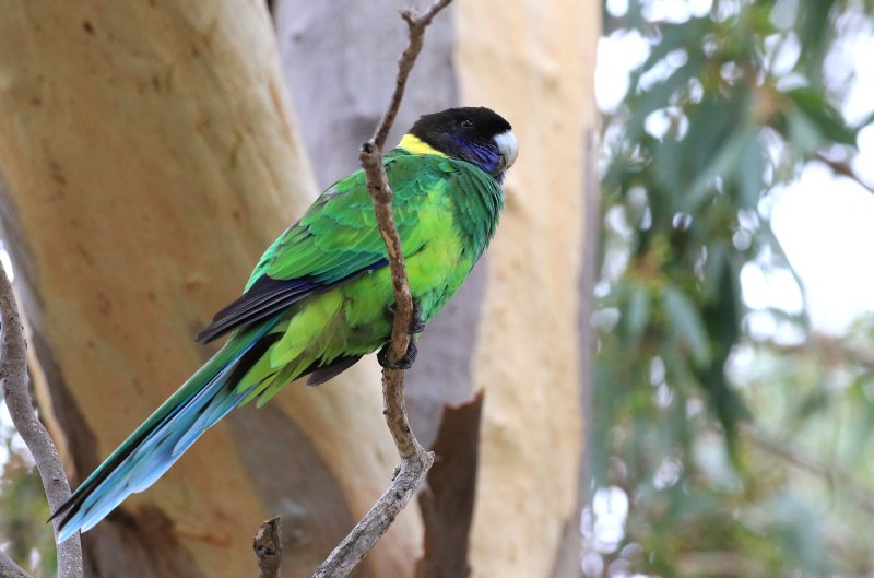 Barnardius zonarius