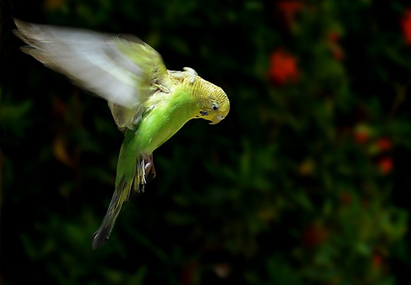 Flaubert's Parrot