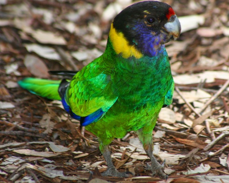 Barnardius zonarius