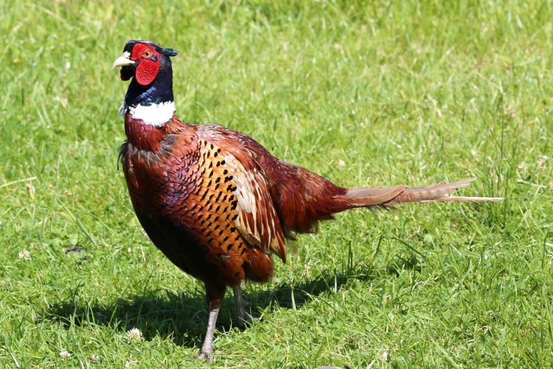 The common Pheasant (Phasianus colchicus)