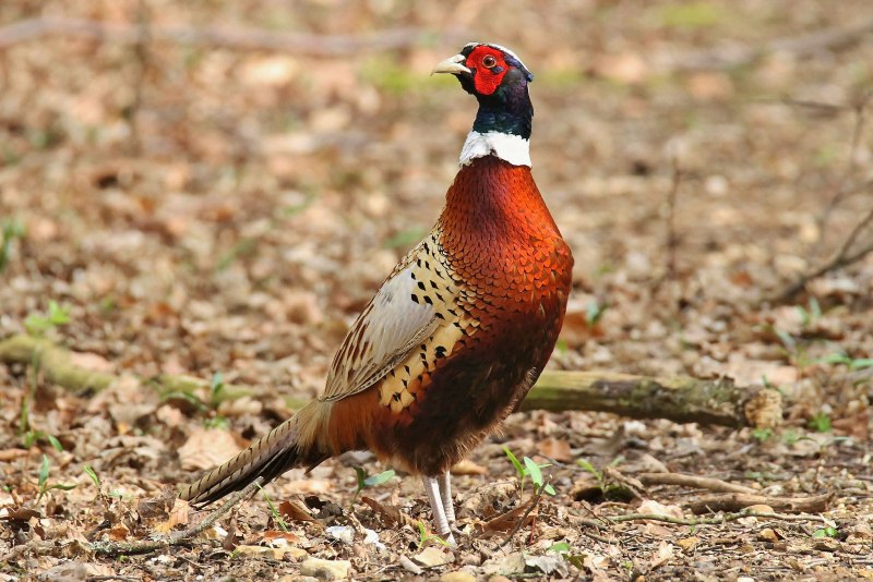 Phasianus colchicus