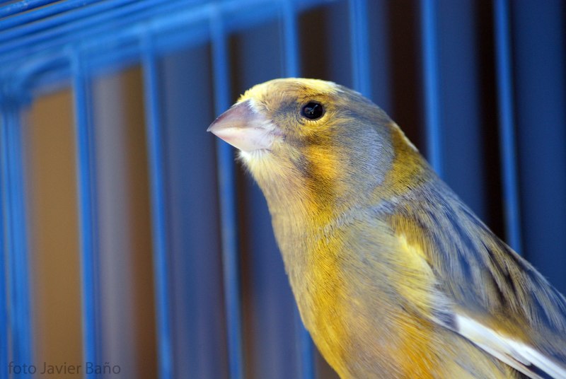 Канарейка птичка певчая (45 фото)