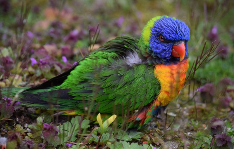 Травяные попугайчики (55 фото)
