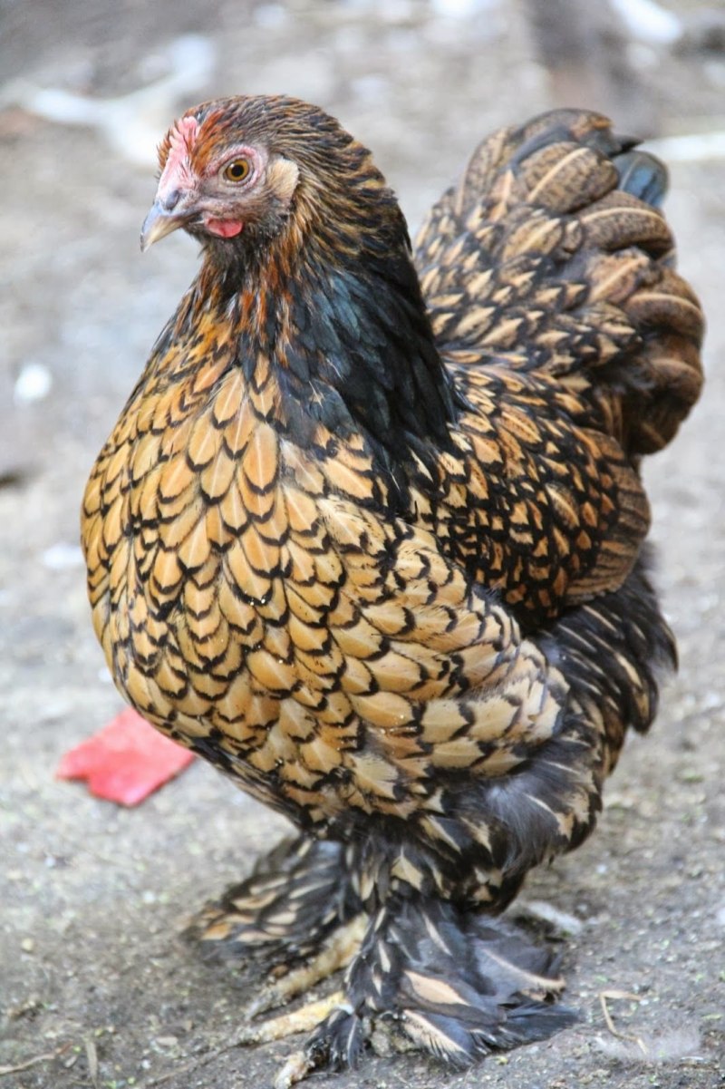 Малазийская Серама куры
