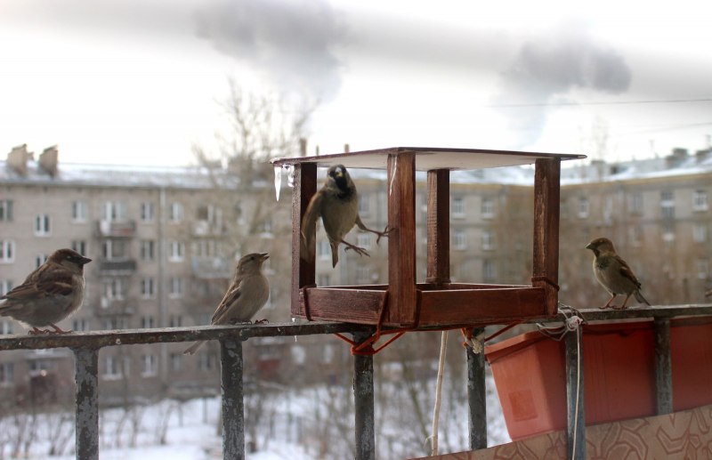 Воробушек в полете