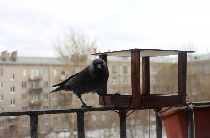 Воробей анимация