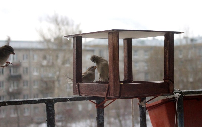 Мокрый Воробей