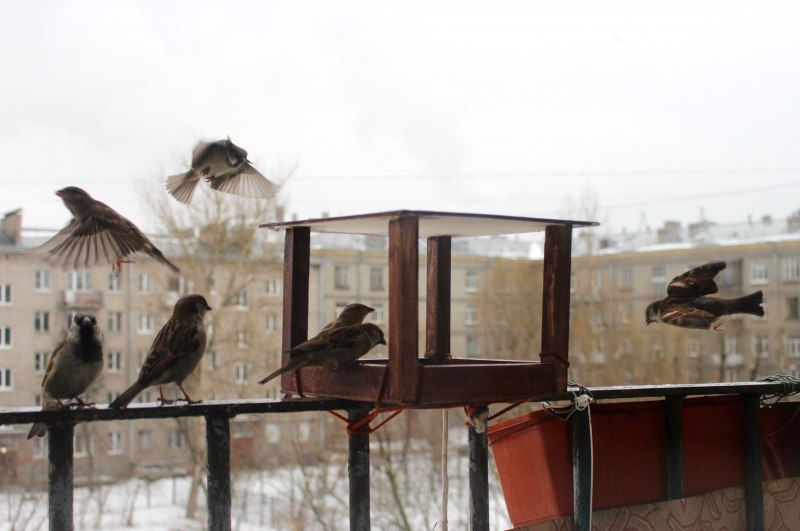 Деревня воробьи
