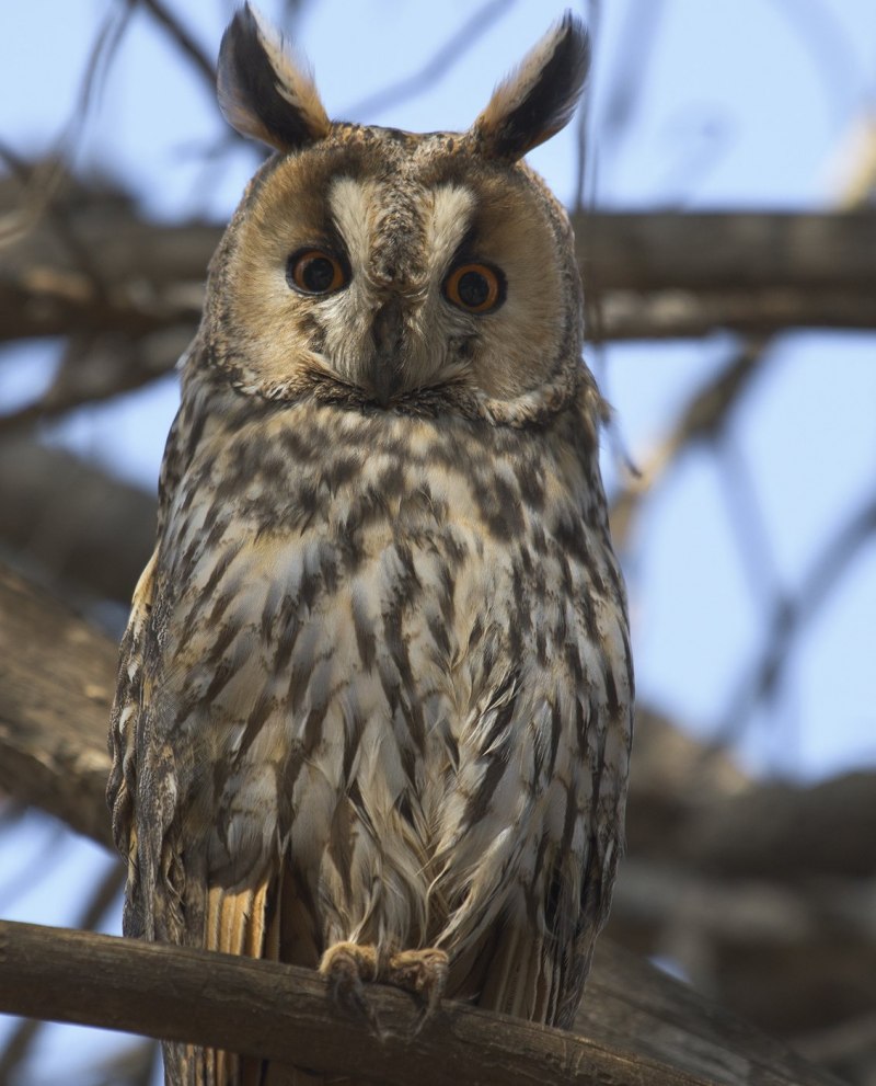 ASIO Otus