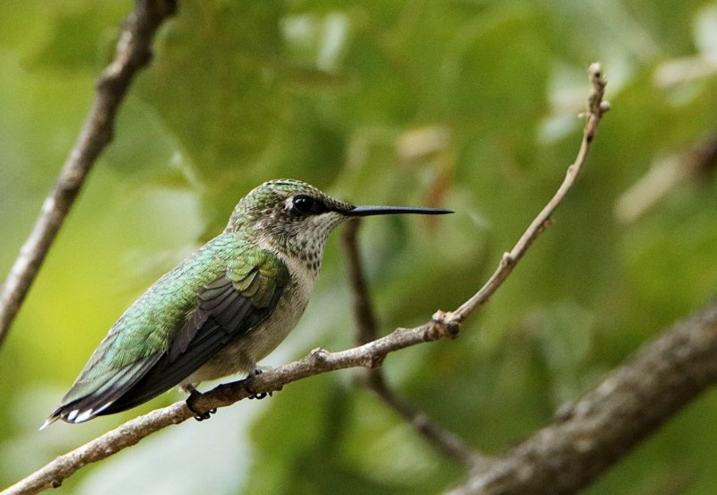 Зелёный дя́тел (Picus viridis)