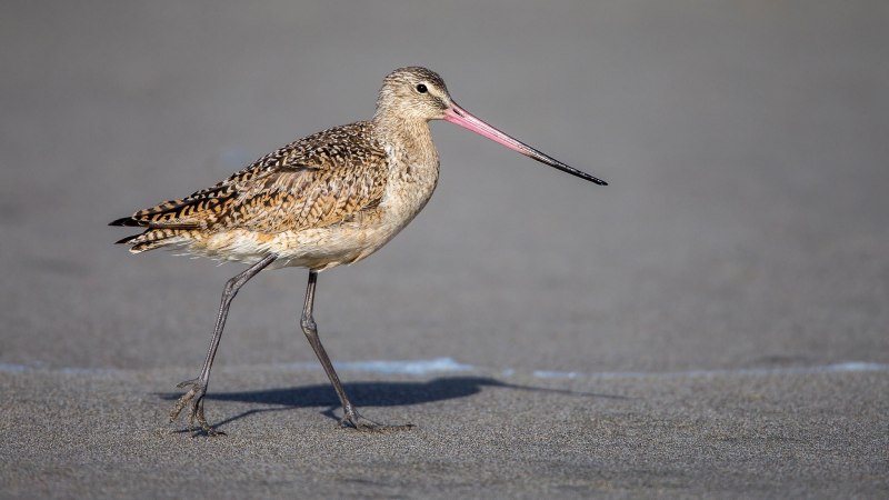 Кроншнеп средний – Numenius phaeopus
