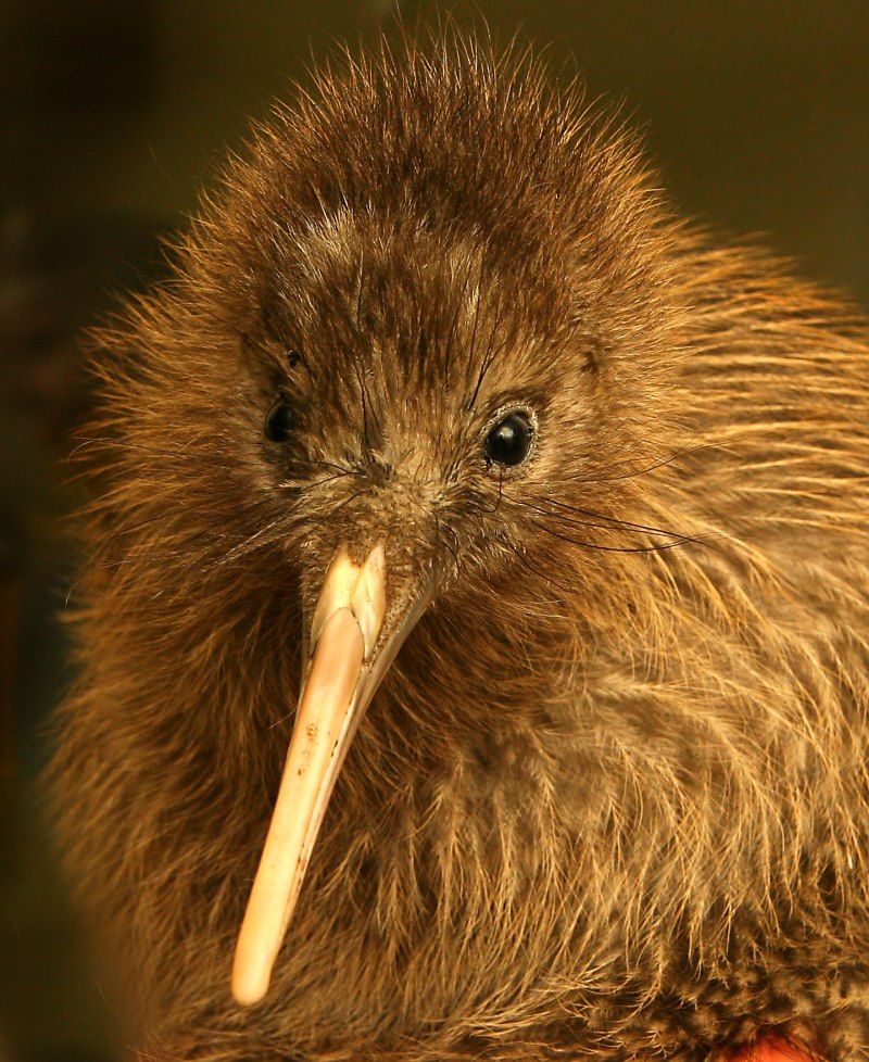 Apteryx haastii