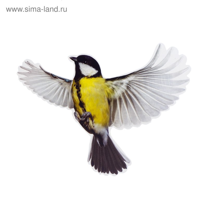 Фон птицы синицы