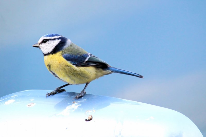 Синица Parus Major