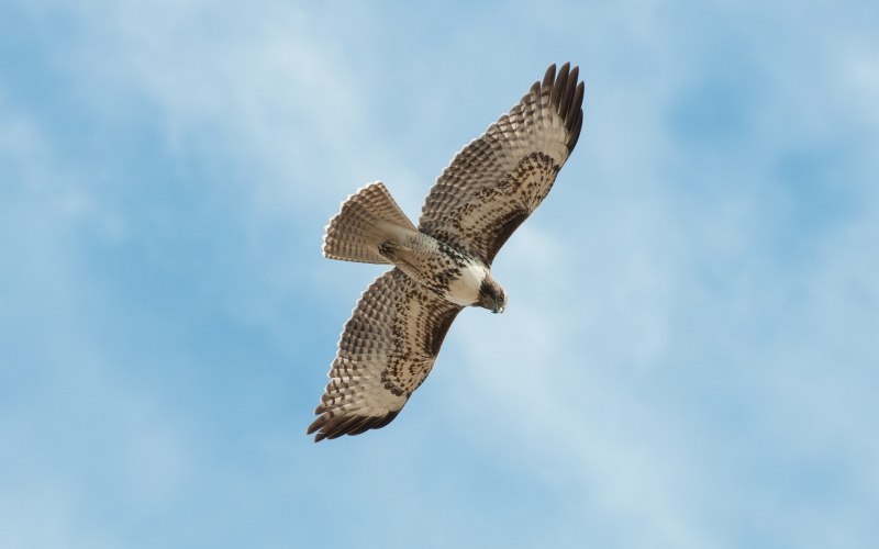 Балобан Falco cherrug