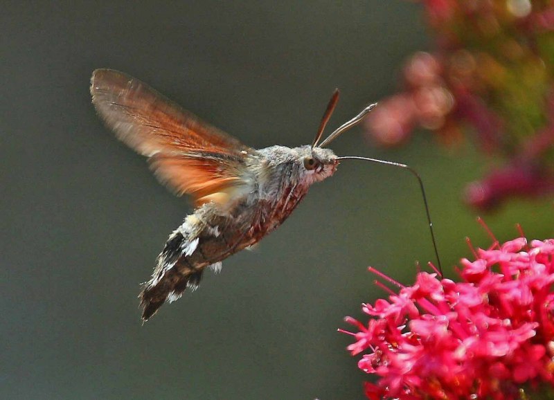 How to photograph Hummingbirds without Flash