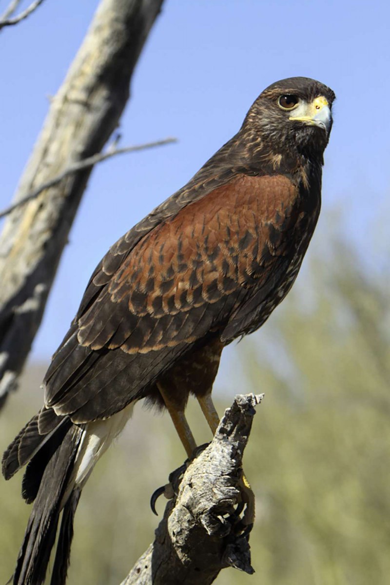 Кречет - Falco rusticolus Linnaeus