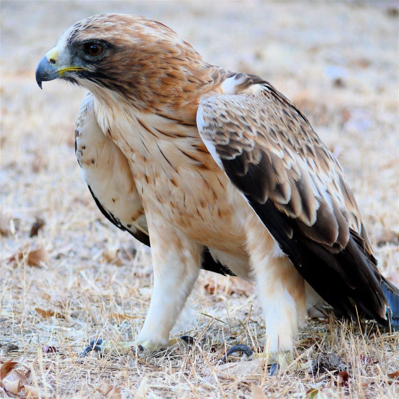 Королевский канюк
