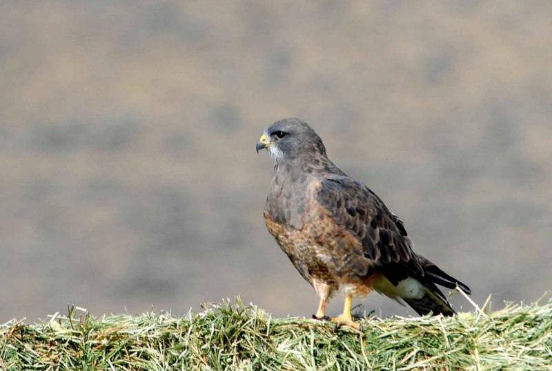 Обыкновенный канюк Buteo Buteo