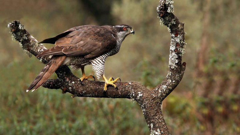 Орёл-карлик (Aquila pennata)
