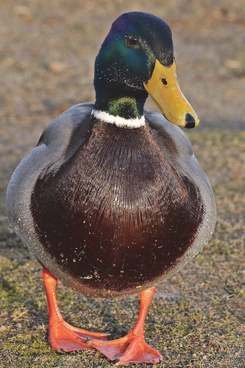 Duck Shadow