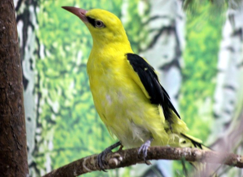 Oriolus Oriolus