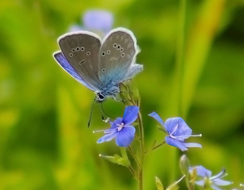 Polyommatus