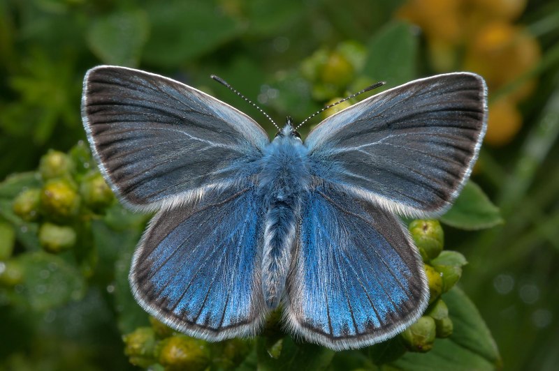 Polyommatus bellargus