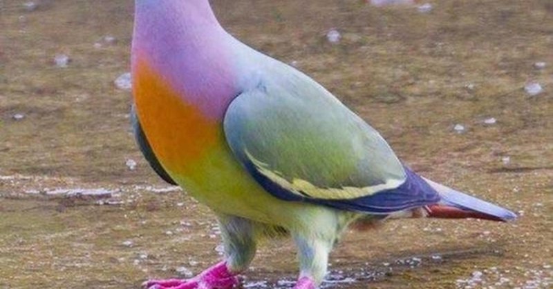 Treron sieboldii