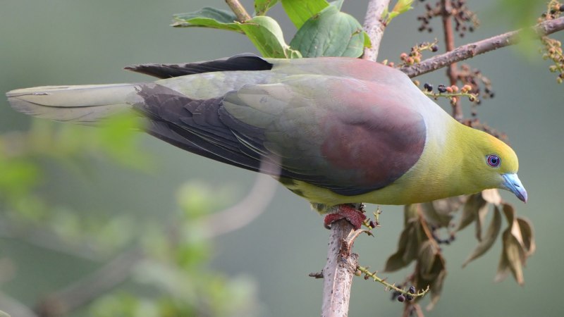 Ptilinopus viridis