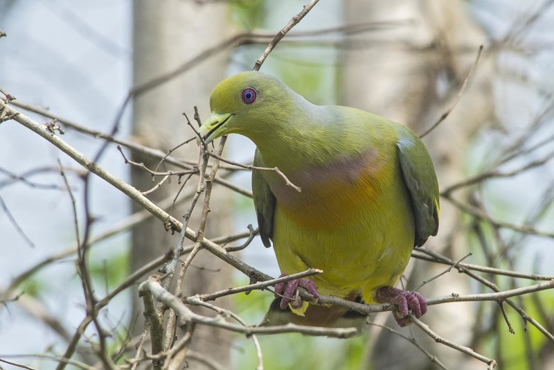 Treron calvus