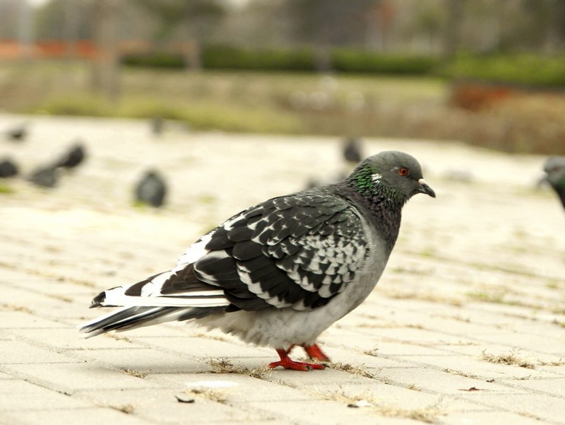 Treron calvus