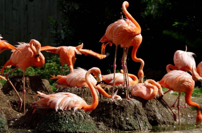 Гнезда фламинго (30 фото)