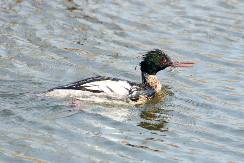Большой крохаль Mergus Merganser