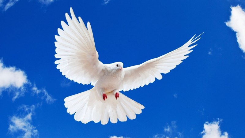 Голубиное небо