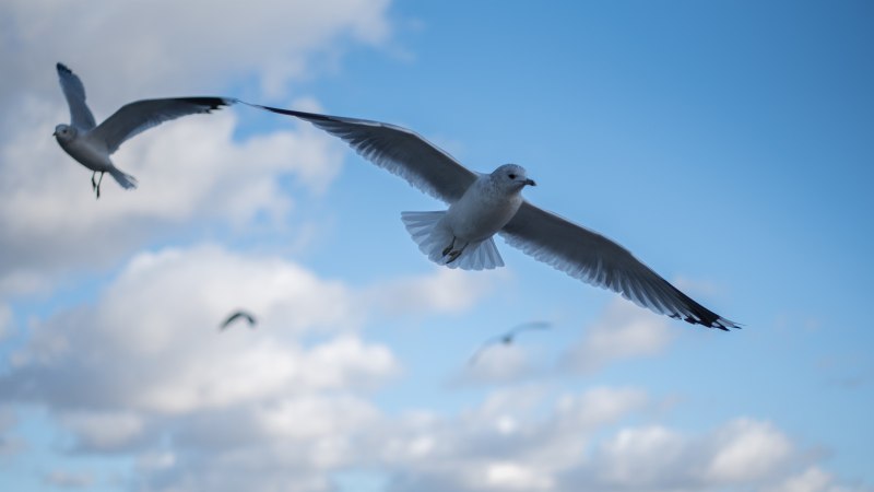 Flying Beauty что это