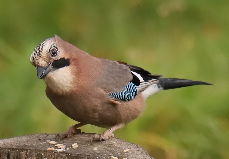 Garrulus glandarius