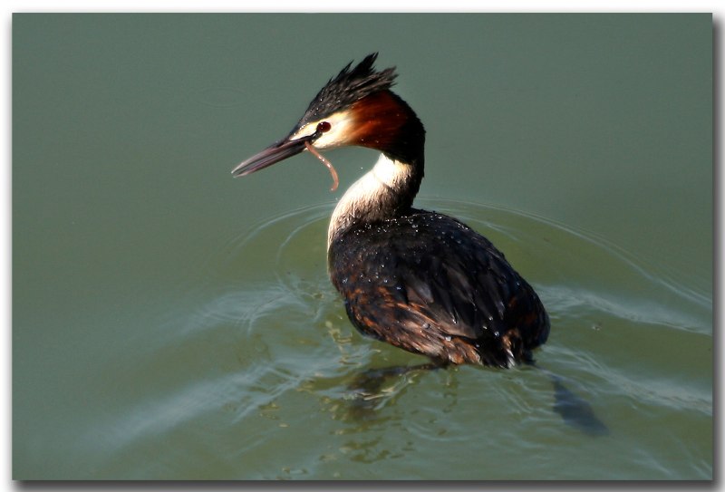 Черношейная поганка Podiceps nigricollis