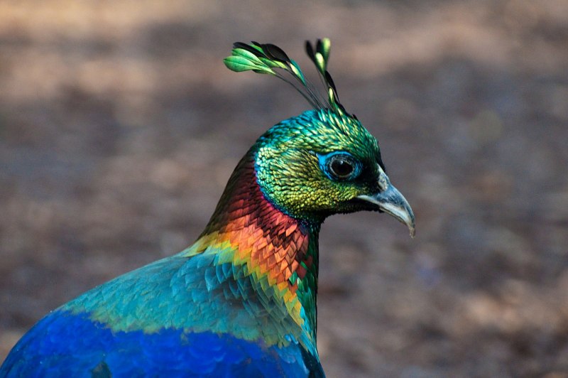 Гималайский монал Lophophorus impejanus
