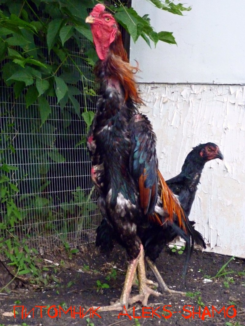 Куры породы Шамо