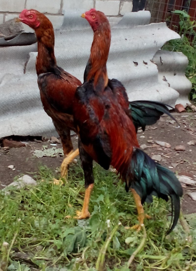 Galo черный
