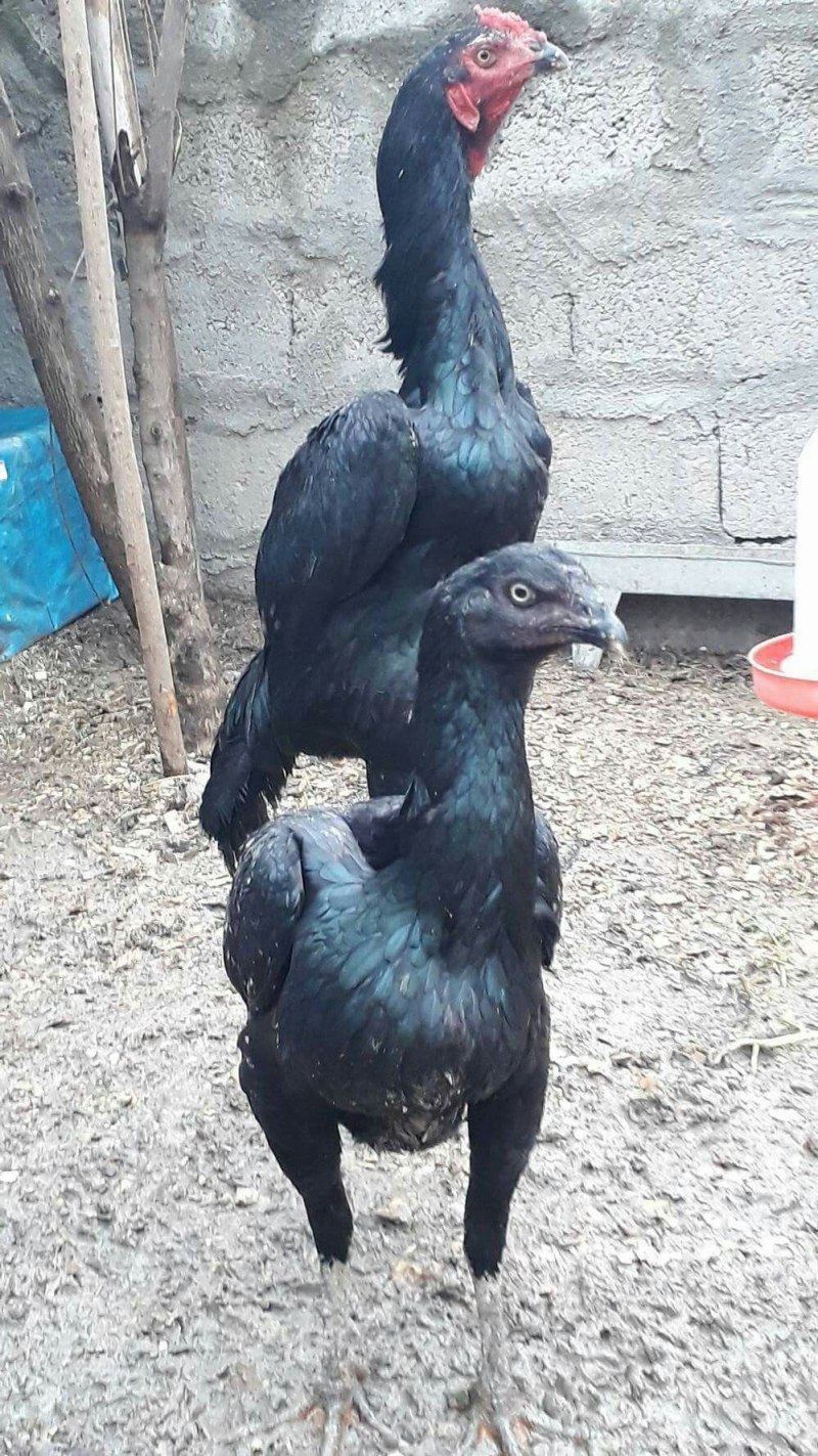 Шамо цисарочный