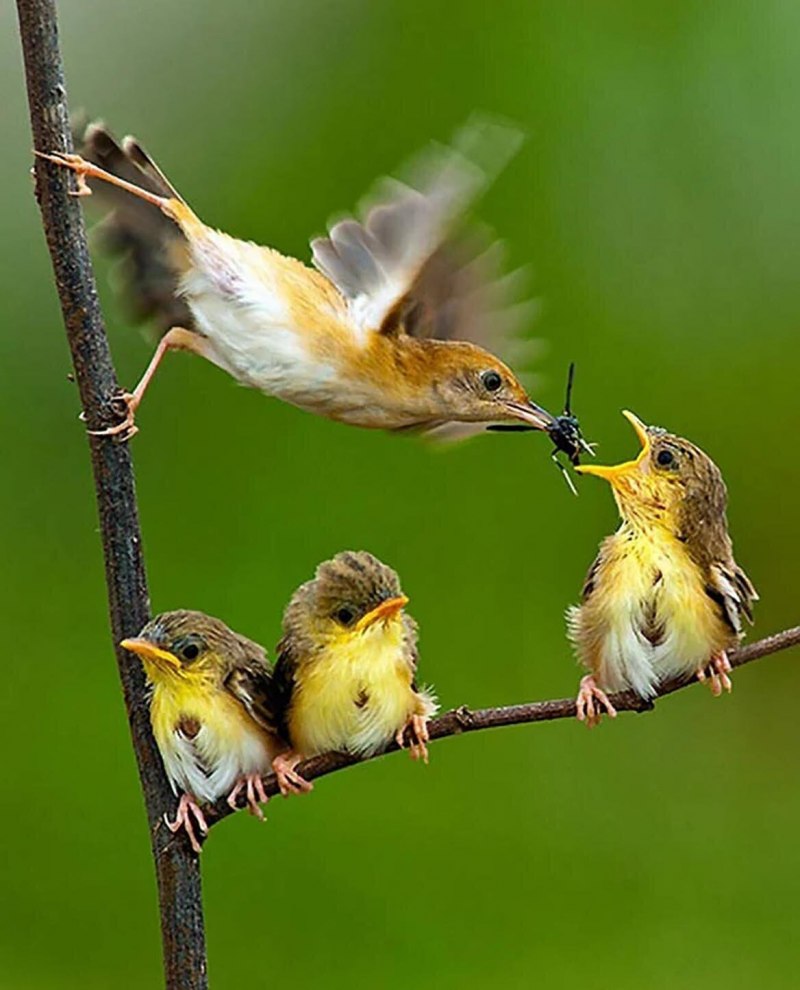 Природа птицы