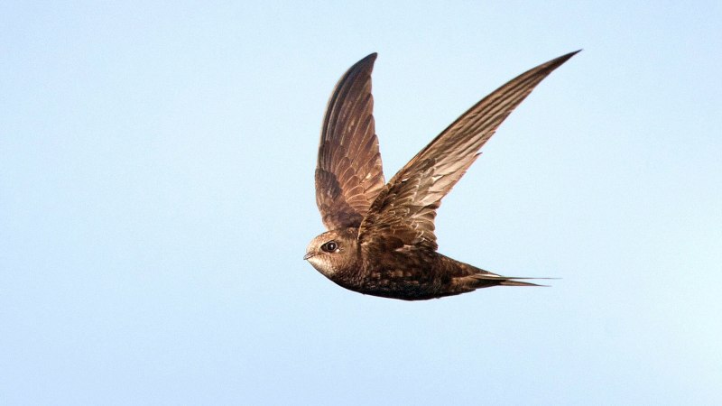 Стриж / Swift