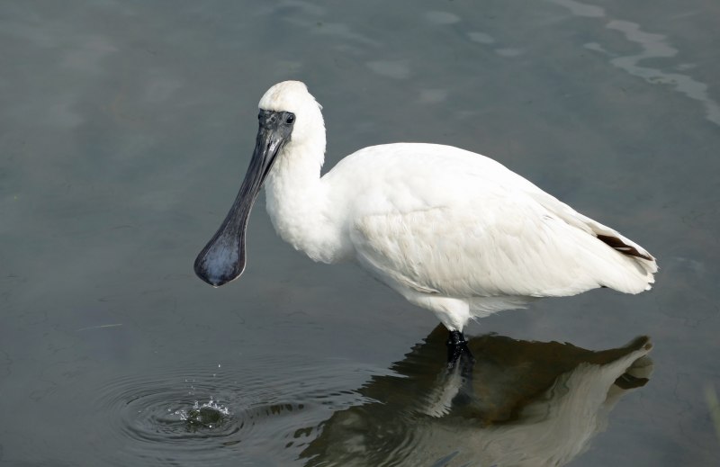 Royal Spoonbill